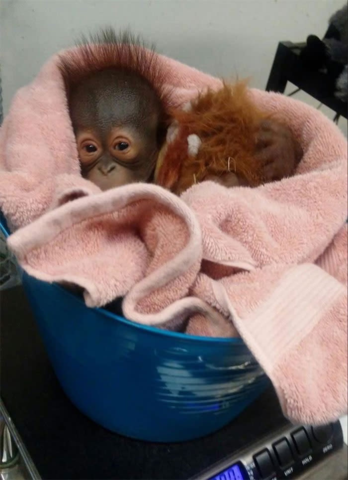 Este bebé de orangután también ha pasado por la bascula. (Twitter/<a href="https://twitter.com/CamParkZoo" rel="nofollow noopener" target="_blank" data-ylk="slk:CamParkZoo;elm:context_link;itc:0;sec:content-canvas" class="link ">CamParkZoo</a>).