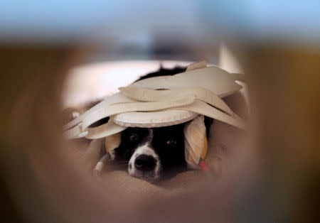 Maverick, a Border Collie, lies in a MRI scanner in a neurology clinic in Budapest, Hungary, February 9, 2014. Picture taken February 9, 2014. REUTERS/Bernadett Szabo