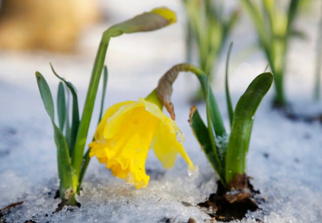 Snow around a daffodil after an April snowstorm.