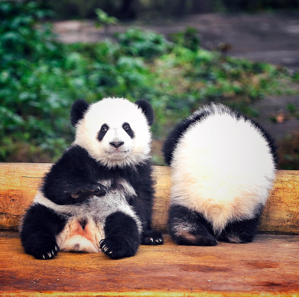 Baby pandas Chongqing zoo