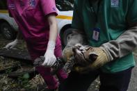 An ocelot is given medical care as he is prepared to be released back into the wild, at a Ministry of the Environment rehabilitation center in Panama City, Wednesday, Sept. 28, 2022. The center protects wildlife rescued from illicit trafficking networks. (AP Photo/ArnulfoeFranco)