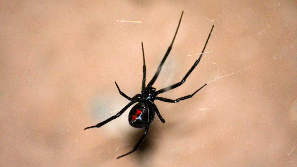 GF Default - Firefighters ? Man Sets Home on Fire Trying to Kill Black Widow Spider with Blowtorch