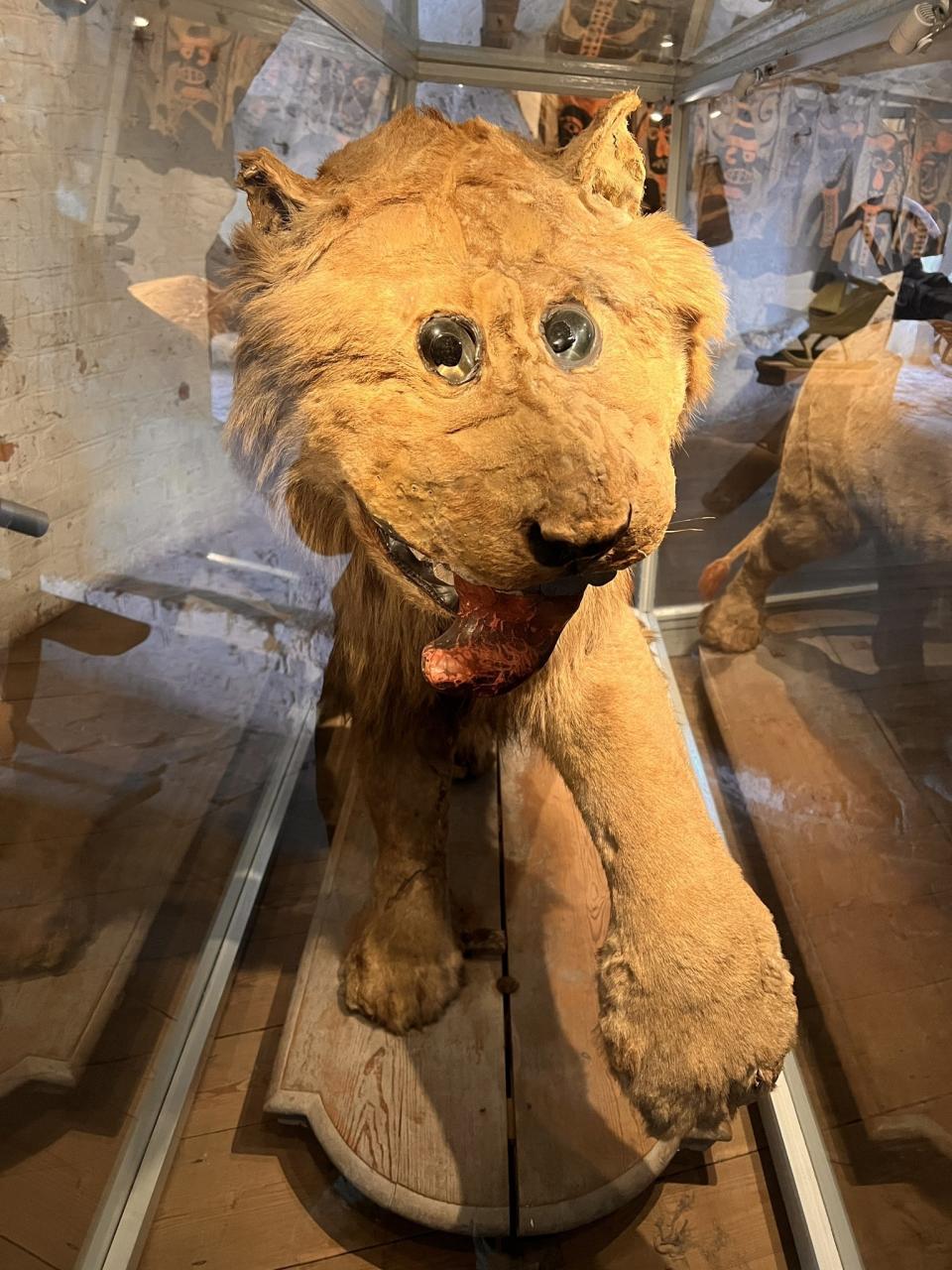 A taxidermy "lion" that looks nothing like a lion, with small ears, its tongue out, glass eyes very close together, and a raised paw