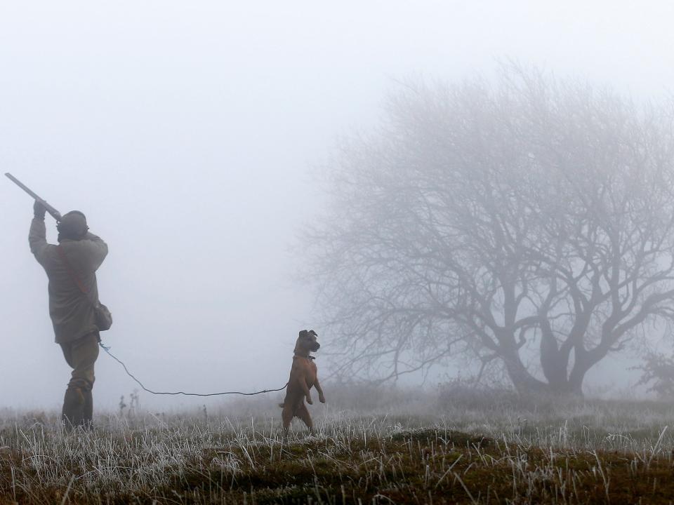 hunting shooting guns dogs pheasants