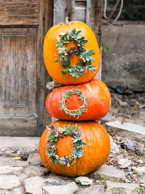 Succulent Pumpkins