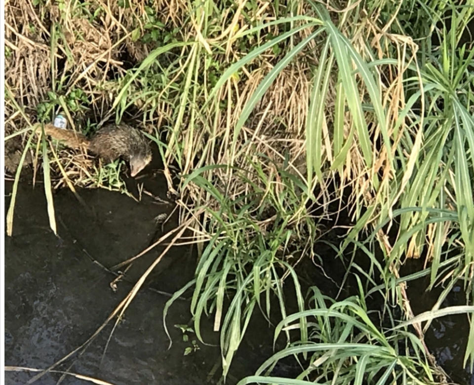 國立政治大學14日指出，日前有居民在校園內發現保育類動物食蟹獴3隻，出沒地點接近護岸工程工區，台北市工務局水利處緊急停工。（圖／政大提供）