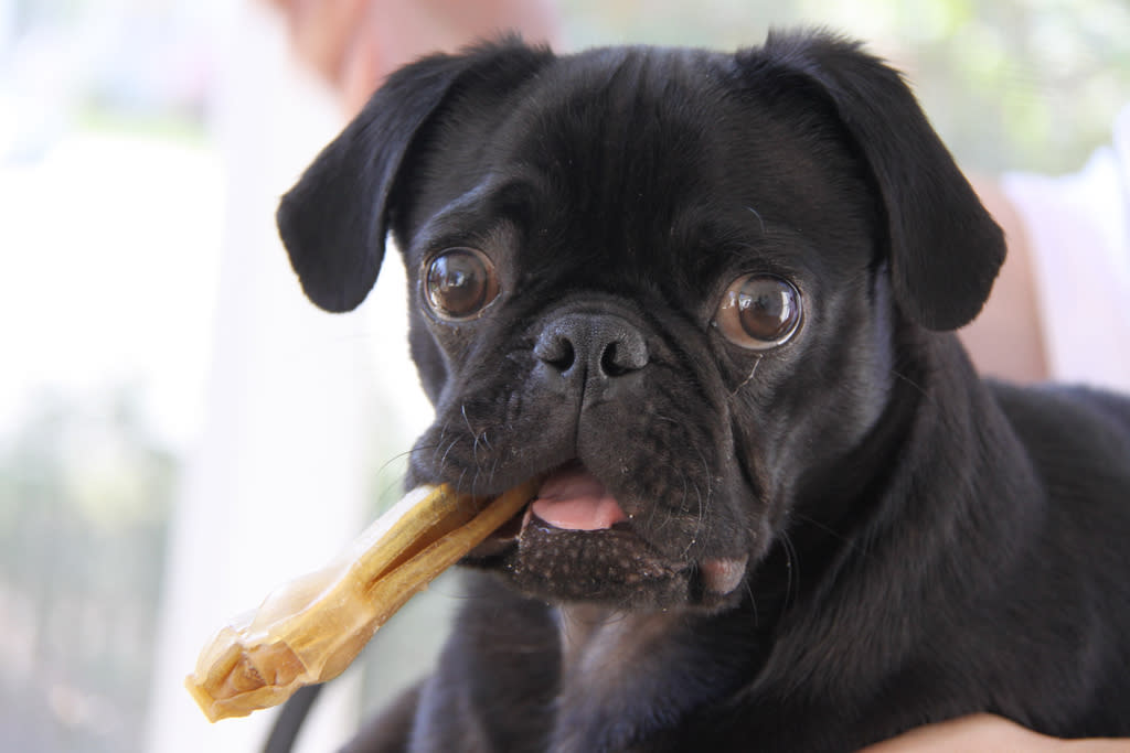 Curly jugando con un hueso. (Imagen creative commons vista en el perfil Flickr de Eli Christman).