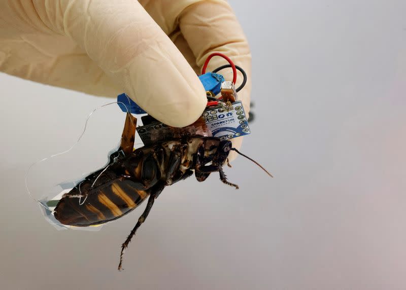 Madagascar hissing cockroach mounted with a "backpack" of electronics pictured in Wako
