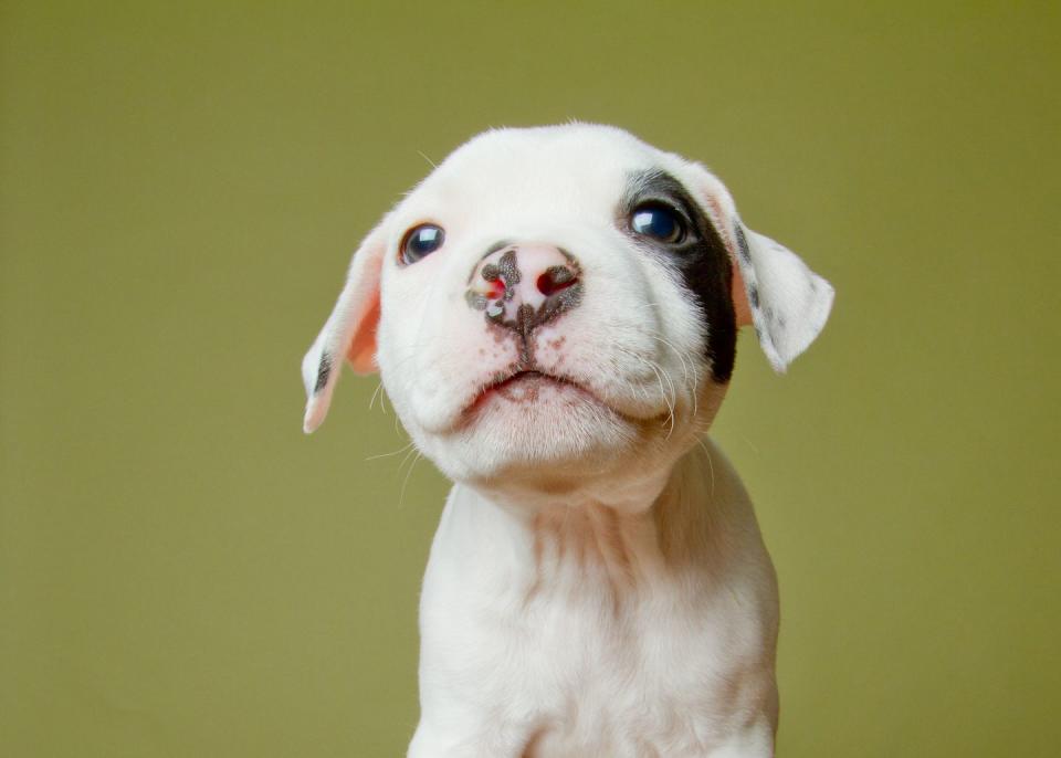 <p>They are impossibly adorable as puppies. Just look at that nose! </p>