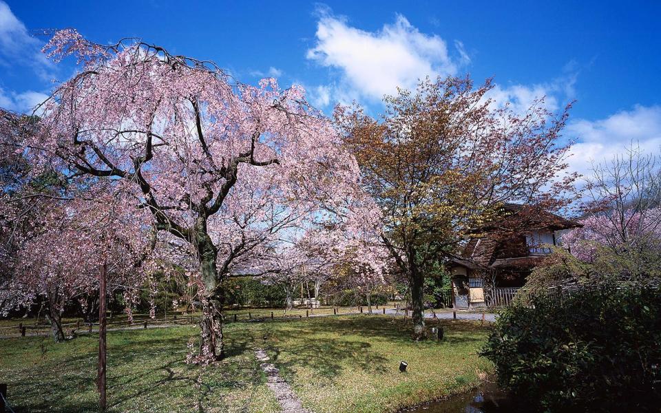 Lesser-known places in Japan to see cherry blossoms