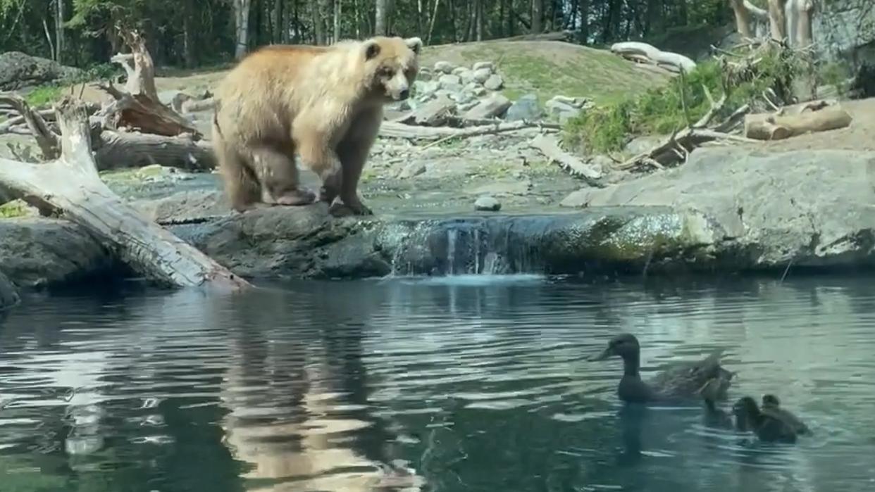 Juniper the bear chases after family of ducks and devours them one by one.
