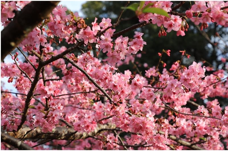 高雄「寶山二集團櫻花公園