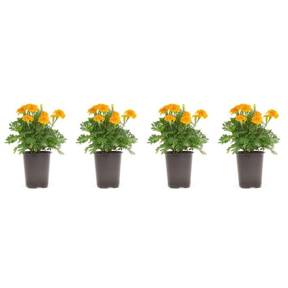 <p><a href="https://go.redirectingat.com?id=74968X1596630&url=https%3A%2F%2Fwww.homedepot.com%2Fp%2FPure-Beauty-Farms-1-38-Pt-Marigold-Plant-Orange-Flower-in-4-5-in-Grower-s-Pot-4-Plants-DC45MARORA4%2F315291651&sref=https%3A%2F%2F" rel="nofollow noopener" target="_blank" data-ylk="slk:Shop Now;elm:context_link;itc:0;sec:content-canvas" class="link ">Shop Now</a></p><p>Marigold Plant Orange Flower</p><p>$27.26</p><p>homedepot.com</p><span class="copyright">Home Depot</span>