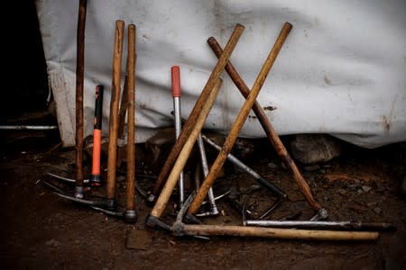 The Wider Image: As Chinese mountains get hotter, 'cure-all' fungus dwindles