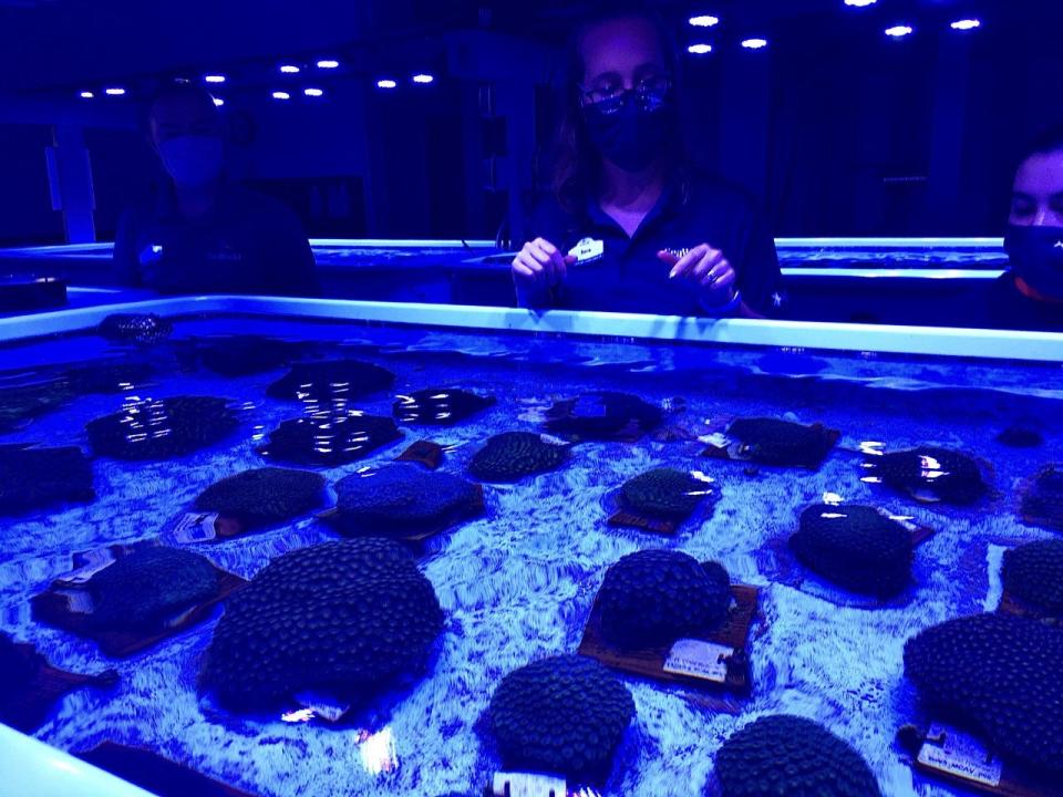 SeaWorld coral biologist Sara Spangler (center) discusses how corals saved from stony coral tissue loss disease in the Florida Keys react differently to food, water characteristics and light at the Florida Coral Rescue Center in Orlando on Dec. 7, 2021. KIMBERLY MILLER / The Palm Beach Post