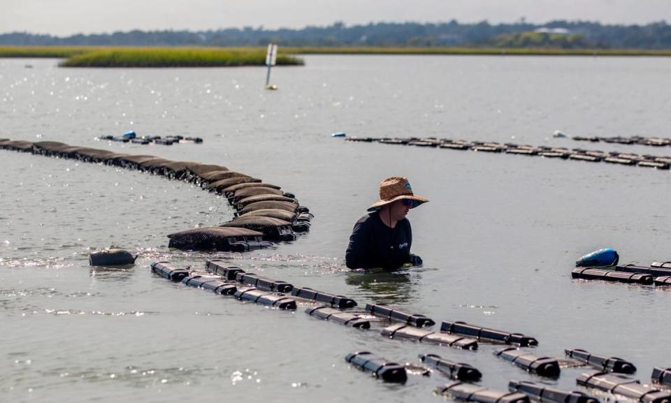 Cody Faison farms oysters in Topsail Sound near Hampstead Wednesday, Sept. 8, 2021. Faison says healthy salt marshes are essential to his business. Salt marshes in North Carolina are being pushed back by rising sea waters, but aren’t always able to retreat due to coastal development, leaving them to shrink.