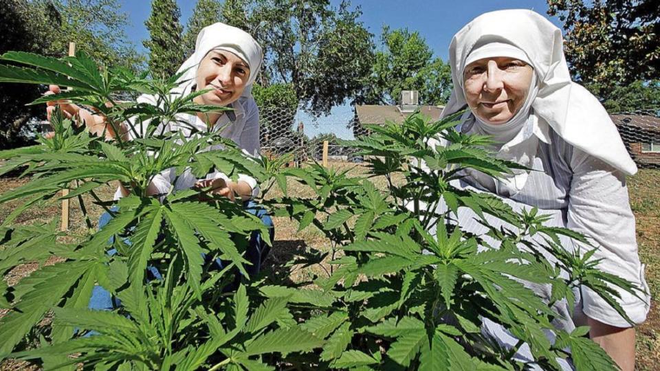 美國一群修女專門種植大麻，每年賺進100萬美金。(圖／翻攝自推特)