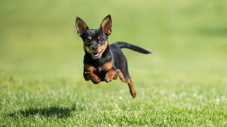 Chihuahua running