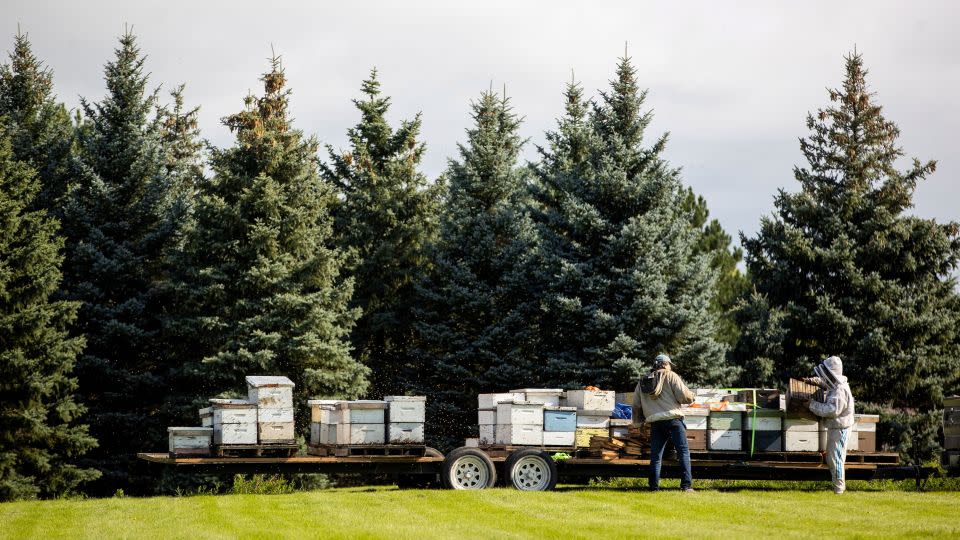 Beekeepers return bees in Burlington, Ontario, on Wednesday, Aug. 30, 2023.  - Carlos Osorio/The Canadian Press/AP