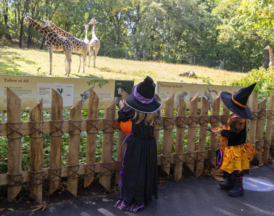 This image released by the Bronx Zoo shows two young girls dressed as witches as they look at the giraffes during the Boo at the Zoo event at the Bronx Zoo in New York on Oct. 2, 2020. Botanical gardens and zoos across the country have become go-to destinations for Halloween. They aim to be fun, while also inspiring kids to learn about nature. (Julie Larsen Maher/Bronx Zoo via AP)