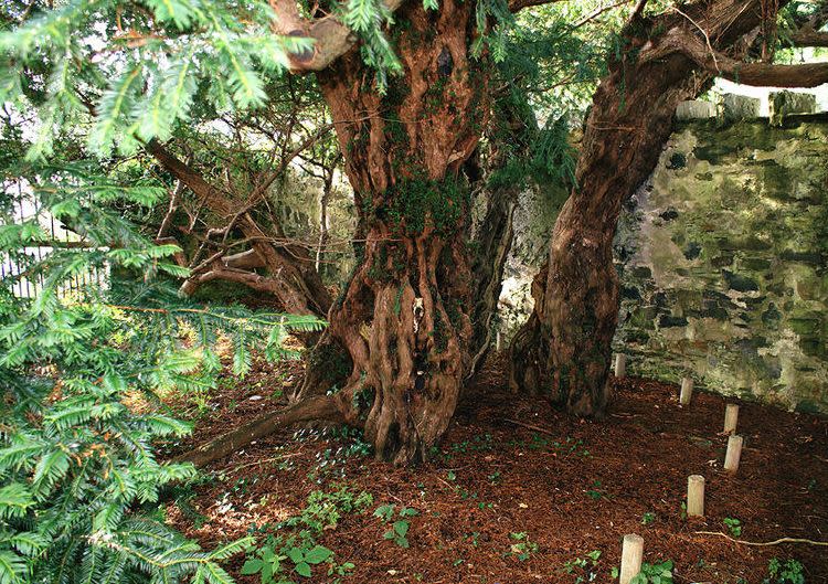 Fortingall Yew in Perthshire is thought to be between 3,000 - 5,000 years old but could have just 100 more years left after visitors repeatedly took trophies home. (Wikimedia/Mogens Engelund)