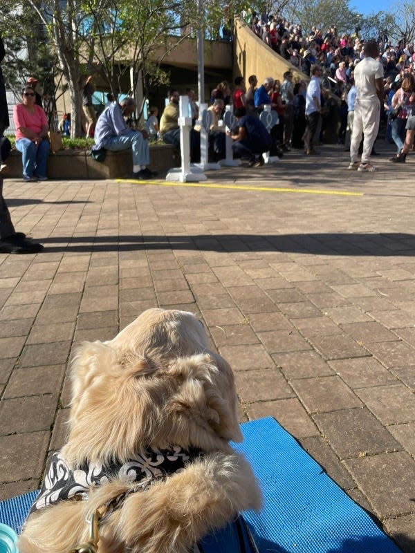 Mercy the Comfort Dog readies for pets Wednesday, April 12, 2023, as crowds arrive to honor the five slain April 10 at the mass shooting in Louisville’s Old National Bank. Mercy, who has been deployed for crises nationwide through the Lutheran Church Charities Comfort Dog program, had recently returned from a similar assignment in Nashville, Tennessee.