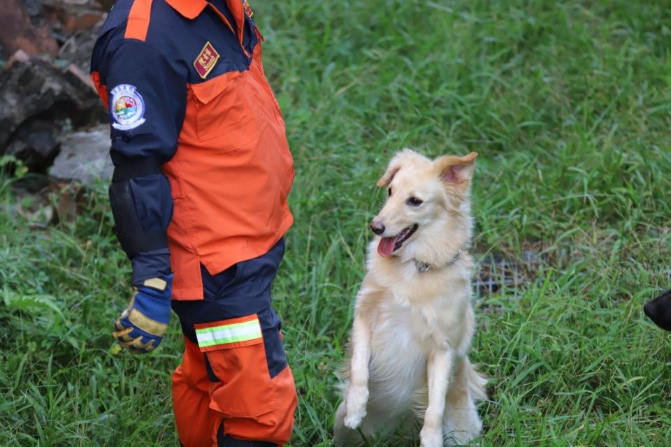 有意願的民眾們都能透過消防局網站申請，搜救犬隊將依犬隻居住環境及相關配套等綜合考量，選定最適當之領養家庭。   圖：新北市消防局提供