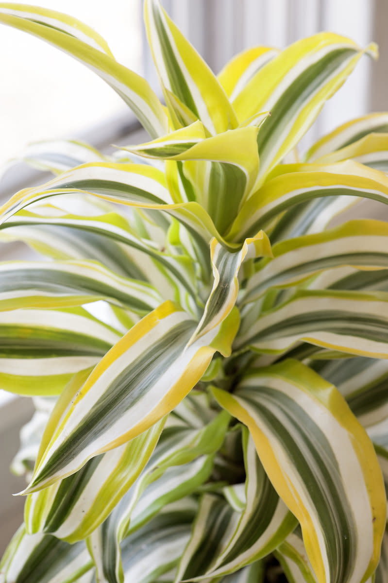 For "funky foliage," Martin told HuffPost&nbsp;a&nbsp;"dracaena would be really good. They have ones with really colorful weaves now."<br /><br />In "Indestructible Houseplants," she&nbsp;writes that she keeps the roots of hers "crammed into a tight, shallow container of less than 6 inches in diameter. I water it, but not to excess. I don't push it."