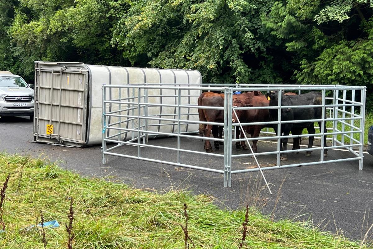 A24 closed in West Sussex after livestock trailer overturns