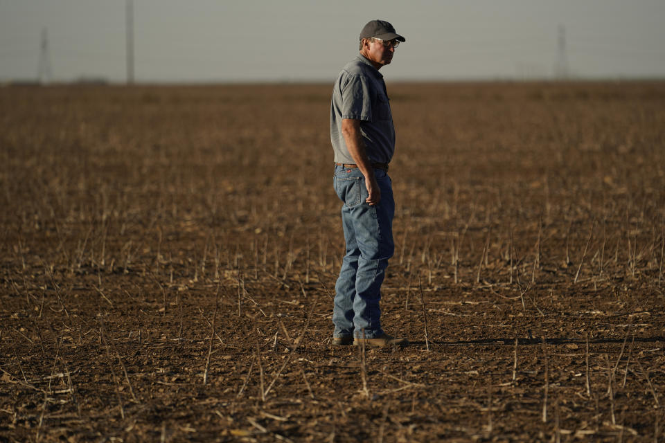 Farmer Barry Evans looks over a cotton crop he shredded and planted over with wheat, Monday, Oct. 3, 2022, in Kress, Texas. Evans, like many other cotton growers, has walked away from more than 2,000 acres of his bone-dry fields. (AP Photo/Eric Gay)