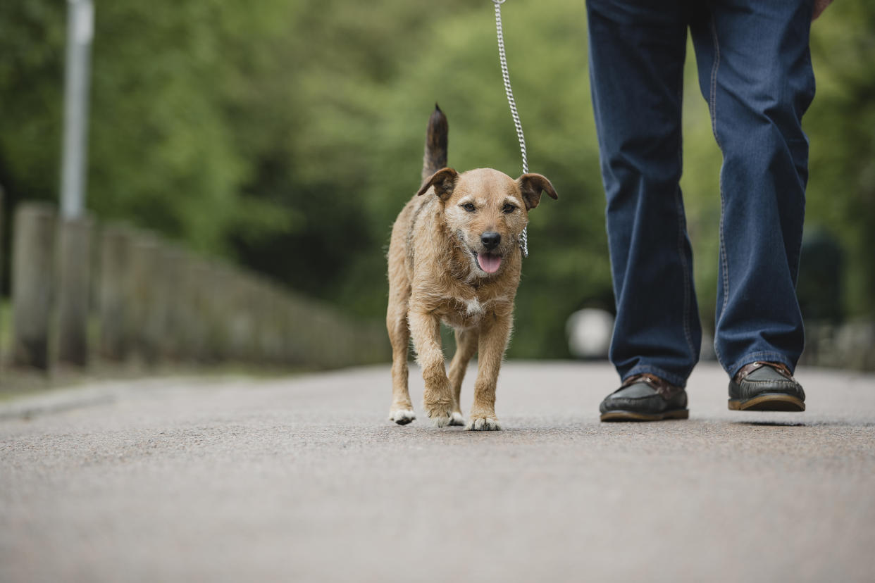 Terrier dog is being walked on a leash in a public park by his senior owner.