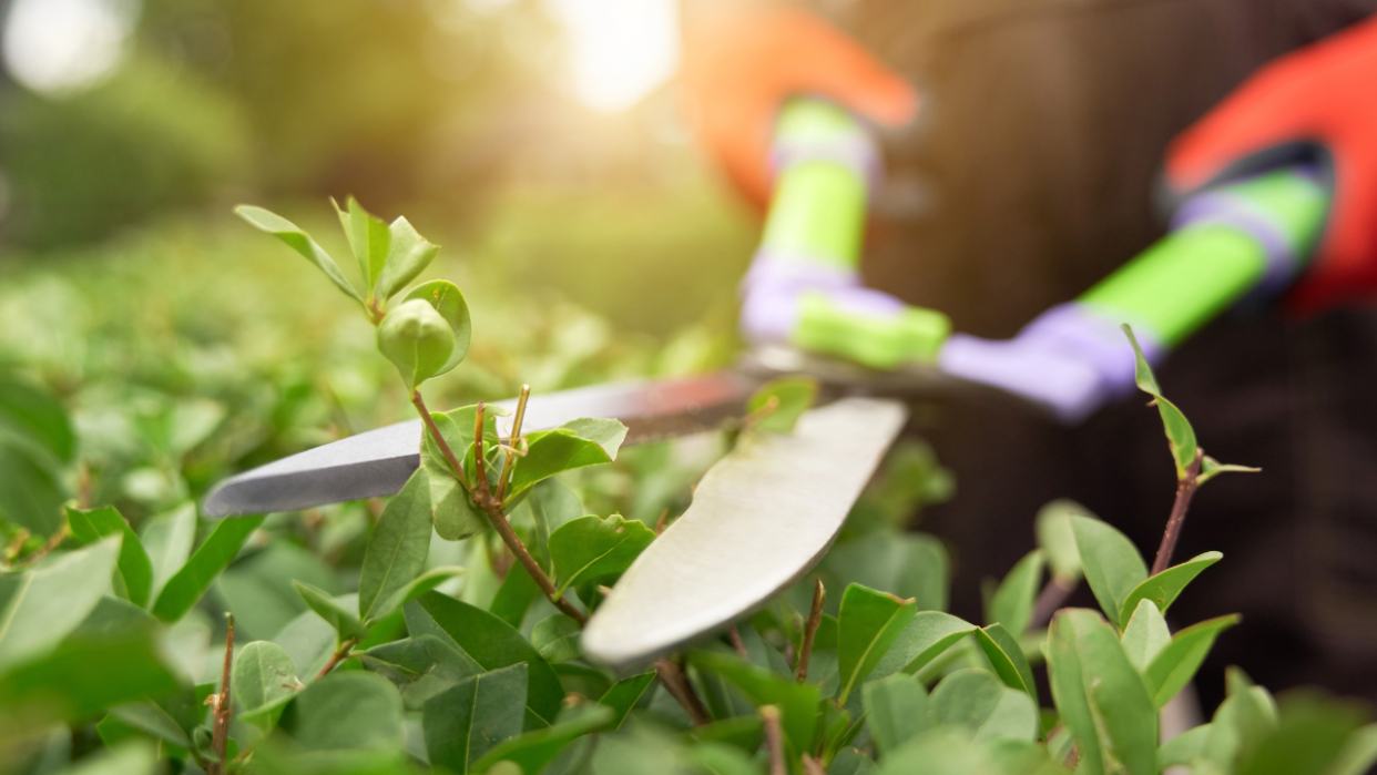  May gardening. 