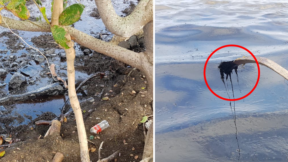 Split screen. Left - close up of oil in mangroves on the Mauritius shore. Right - a stick above the ocean covered in oil