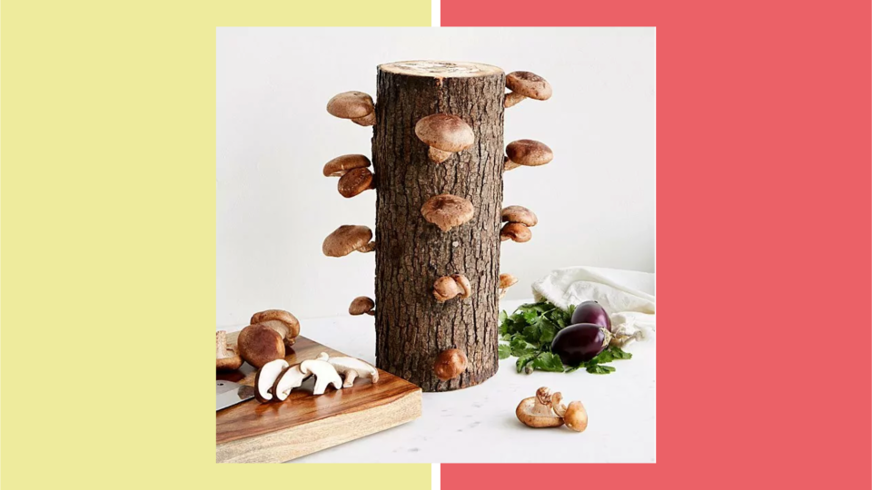 Foodie gifts for Mother's Day: A mushroom-growing log.