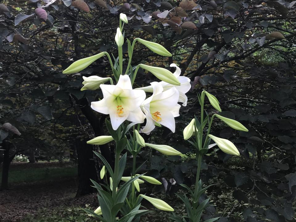 You can plant your Easter lily outside after the Easter season.