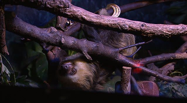 Miss C the sloth hanging out at Adelaide Zoo. Photo: 7News.