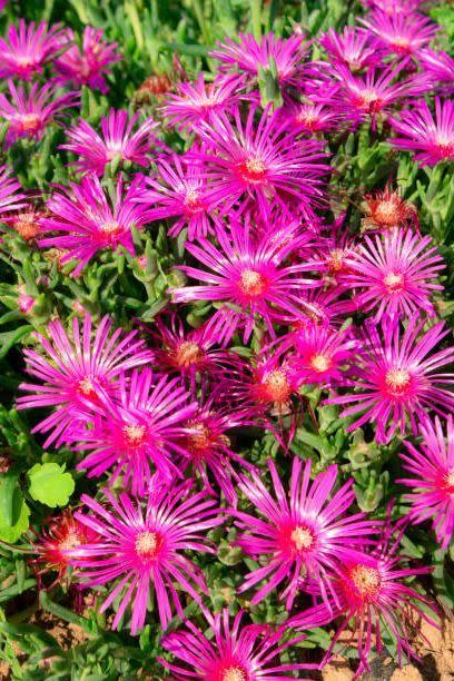 2) Delosperma