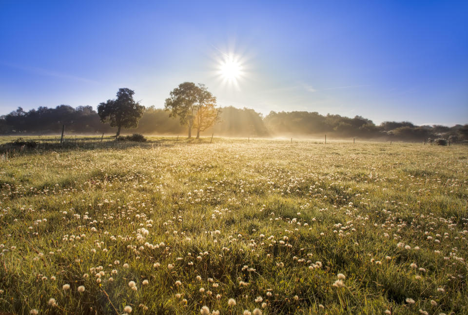 Die nächsten Tage werden wir von der Sonne verwöhnt (Symbolbild: Getty Images)