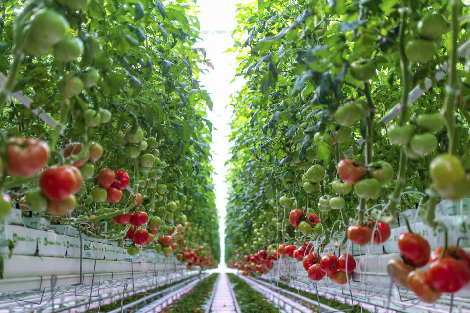 This Thursday, Jan. 14, 2021 photo provided by AppHarvest shows tomatoes being grown in their Morehead, Ky. facility. The company is one of several big players in the fast-growing indoor farming space. Experts say tech advances from the cannabis industry and lower-cost, energy efficient LED bulbs are helping fuel growth, along with increasing customer demand for sustainable food. (AppHarvest via AP)