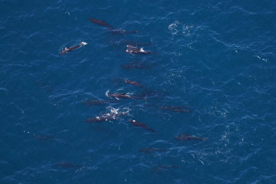A group of pilot whales was observed during a survey researchers from the New England Aquarium recently conducted at the Northeast Canyons and Seamounts Marine National Monument, located about 130 miles east-southeast of Cape Cod.