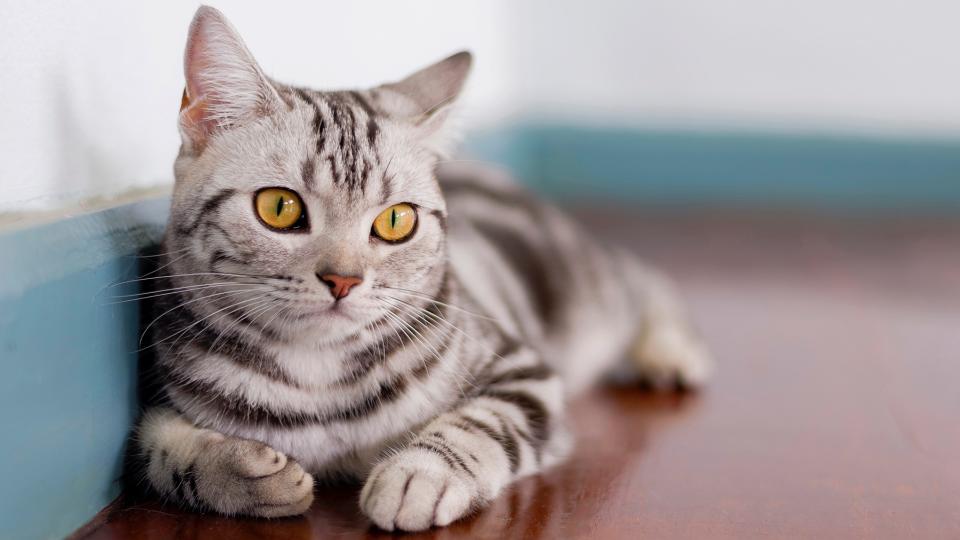 American Shorthair