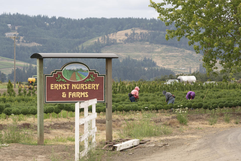 Field laborers work at Ernst Nursery & Farms, the location of a heat death during last weekend's record breaking temperatures on Thursday, July, 1, 2021, in St. Paul, Ore. Oregon OSHA is investigating Ernst Nursery and Farms, which did not respond to a request for comment. Reyna Lopez, executive director of a northwest farmworkers' union, known by its Spanish-language initials, PCUN, called the death “shameful” and faulted both Oregon OSHA for not adopting emergency rules ahead of the heat wave, and the nursery. (AP Photo/Nathan Howard)