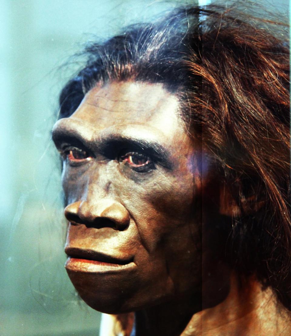Recreación artística del Homo erectus, que se cree desarrolló el primer lenguaje primitivo de la humanidad hace 1,6 millones de años (Creative Commons)