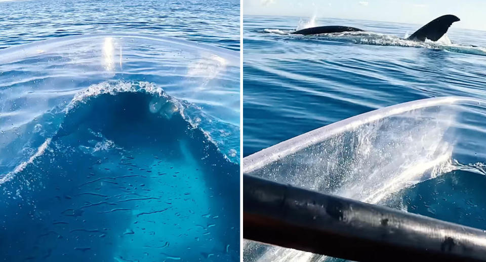 A photo of Brodie Moss in his kayak in WA with a whale directly under. A photo of the whale breaching only metres away from Brodie.