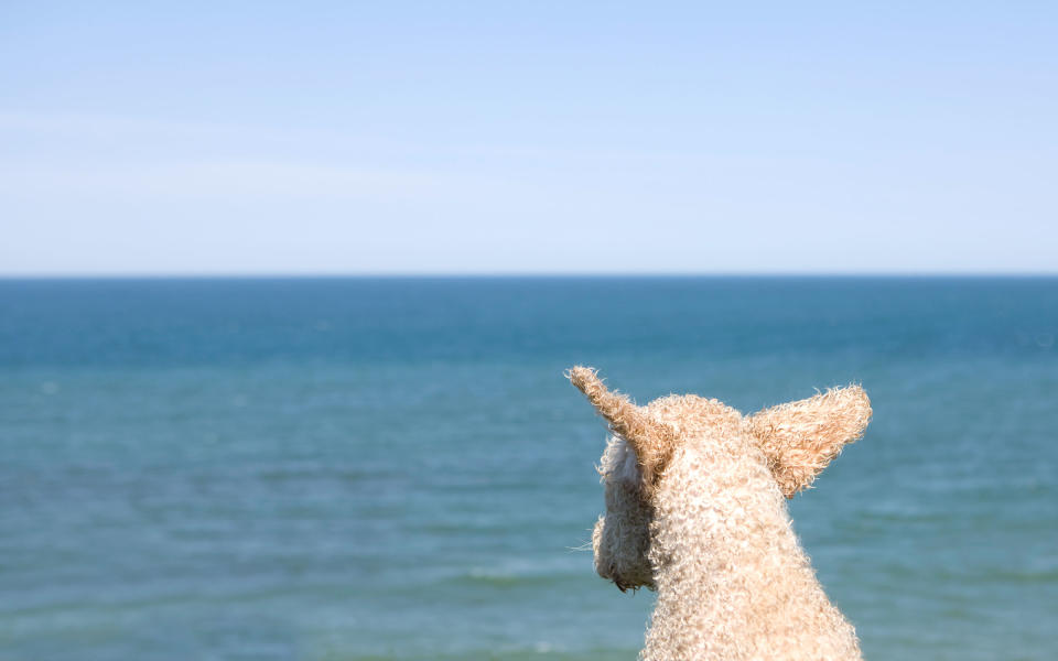 Swim with Portuguese Water Dogs in Portugal