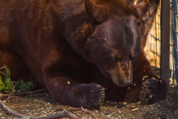 Cholo the bear was one of the animals euthanized, according to the sanctuary.