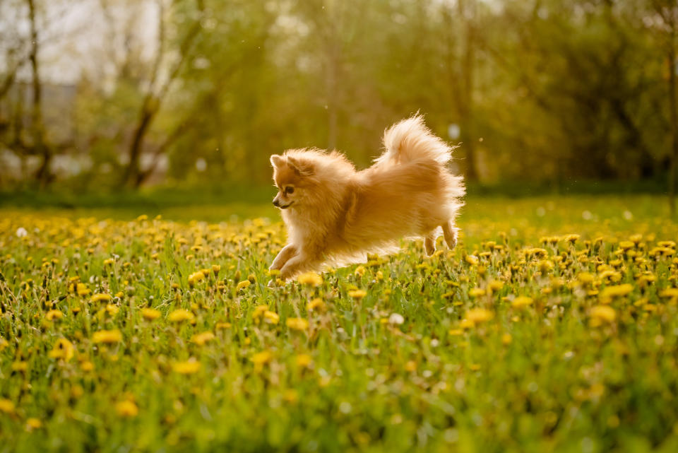 Pomeranians are the trendiest dog in Canada in 2023. (Getty)