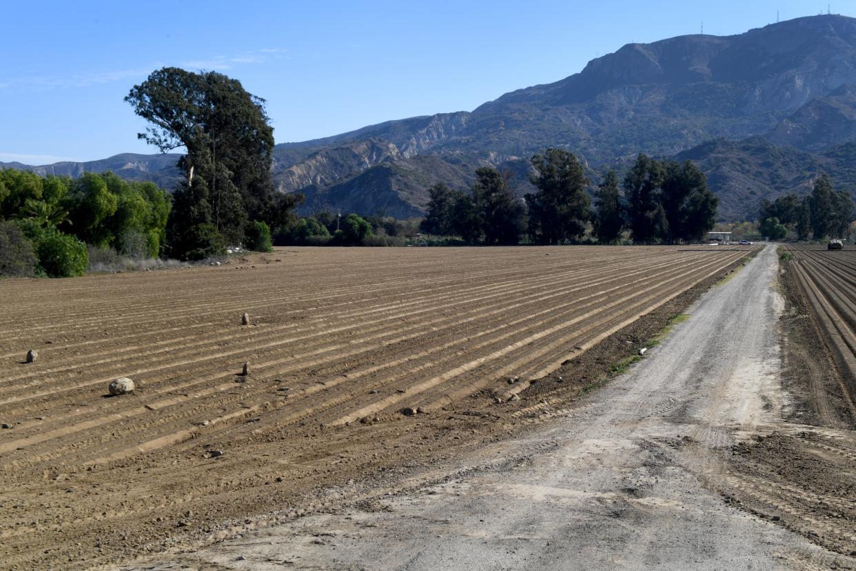 The Ventura County College Community College District is interested in a purchasing this 20-acre site owned by Limoneira, near Highway 126 just East of Hallock Drive, for a future educational center.
