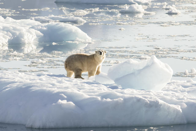 Totalmente inesperado': Estos osos polares pueden sobrevivir con menos  hielo marino