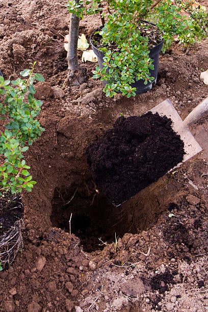 10) Mistake: Adding Potting Soil to Your Planting Hole
